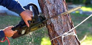 Best Tree Removal Services  in Trafford, PA